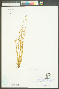 Ranunculus laxicaulis image