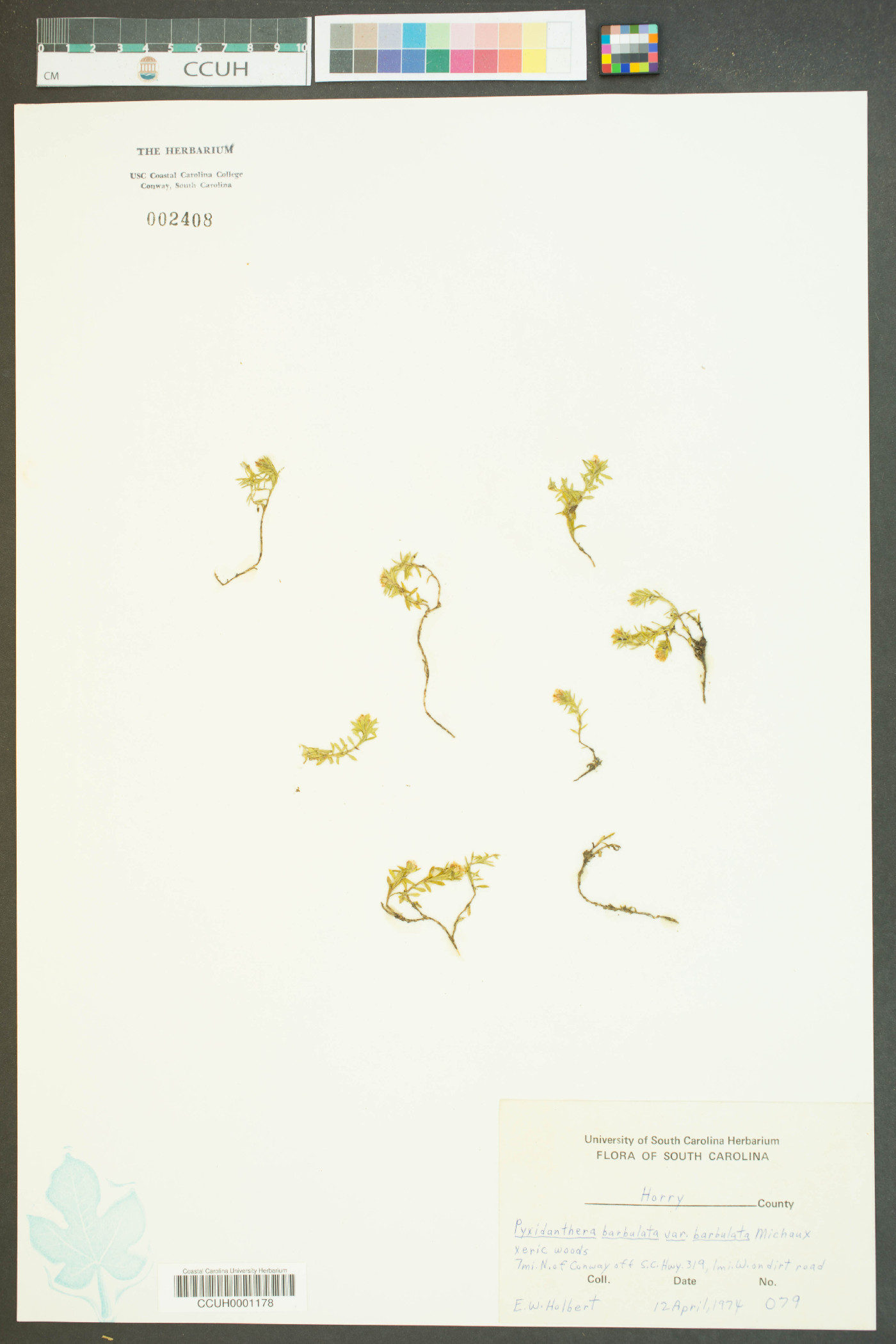 Pyxidanthera barbulata var. barbulata image