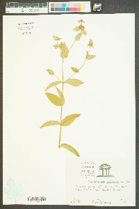 Pycnanthemum setosum image