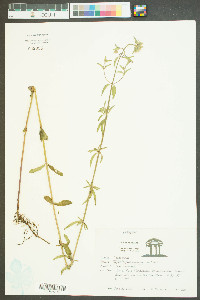 Pycnanthemum setosum image