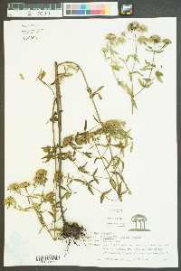 Pycnanthemum setosum image