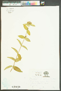 Pycnanthemum setosum image