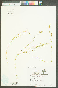 Polygala hookeri image