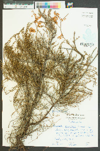 Polygonella americana image