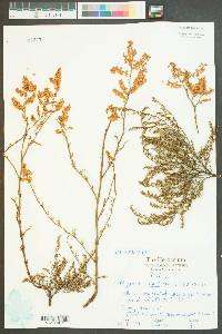 Polygonella americana image