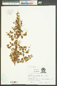 Sageretia minutiflora image