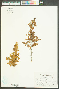 Sageretia minutiflora image