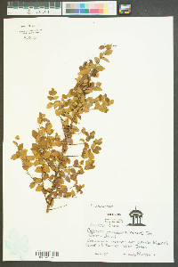 Sageretia minutiflora image