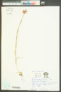 Sabatia gentianoides image