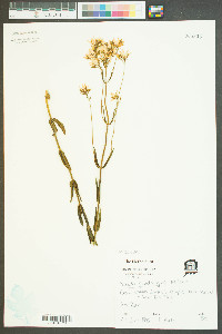 Sabatia quadrangula image