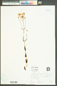 Sabatia quadrangula image