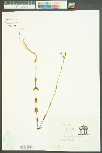 Sabatia quadrangula image