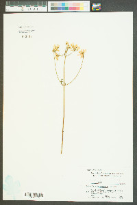 Sabatia quadrangula image