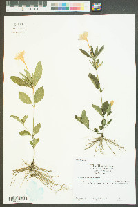 Ruellia pinetorum image