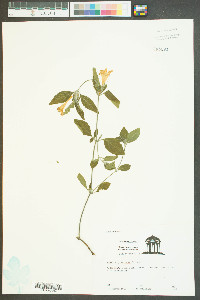 Ruellia pinetorum image