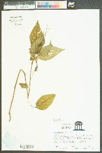 Circaea canadensis image