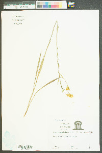 Chrysopsis graminifolia image