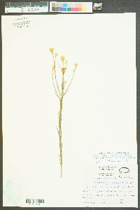 Chrysopsis graminifolia image