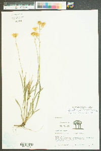 Chrysopsis graminifolia var. graminifolia image