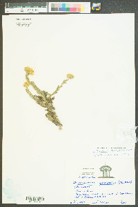 Chrysopsis gossypina image