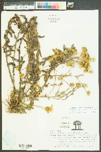 Chrysopsis gossypina image