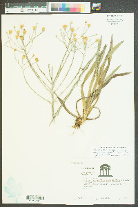 Chrysopsis graminifolia image