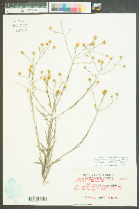 Chrysopsis graminifolia image