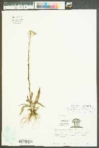 Chrysopsis graminifolia image