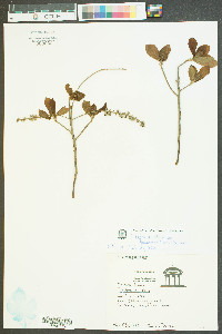 Clethra alnifolia image