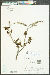 Clethra alnifolia image