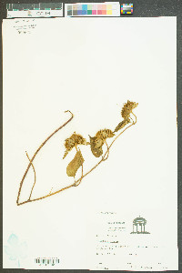 Clematis crispa image