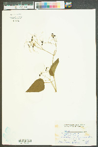 Clematis crispa image