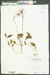 Clematis crispa image