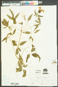 Clematis crispa image