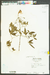 Clematis crispa image