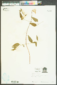 Clematis crispa image