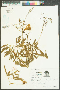 Clematis crispa image