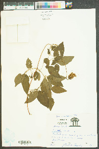 Clematis crispa image