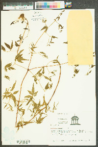 Clematis crispa image