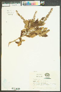 Clethra alnifolia var. alnifolia image