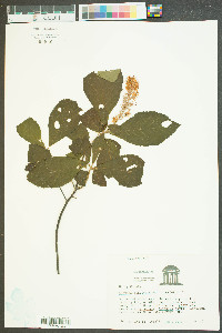 Clethra alnifolia var. alnifolia image