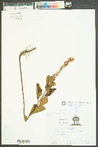 Clethra alnifolia var. alnifolia image