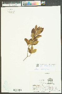 Clethra alnifolia var. alnifolia image