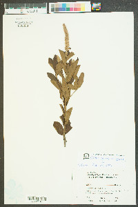 Clethra alnifolia var. alnifolia image