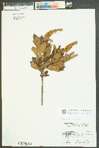 Clethra alnifolia var. alnifolia image