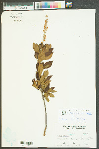 Clethra alnifolia var. alnifolia image