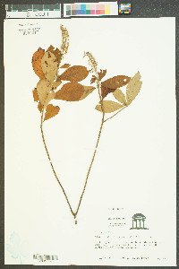 Clethra alnifolia image