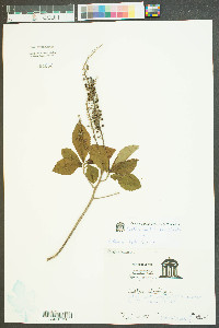 Clethra alnifolia var. alnifolia image