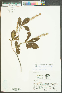 Clethra alnifolia var. alnifolia image