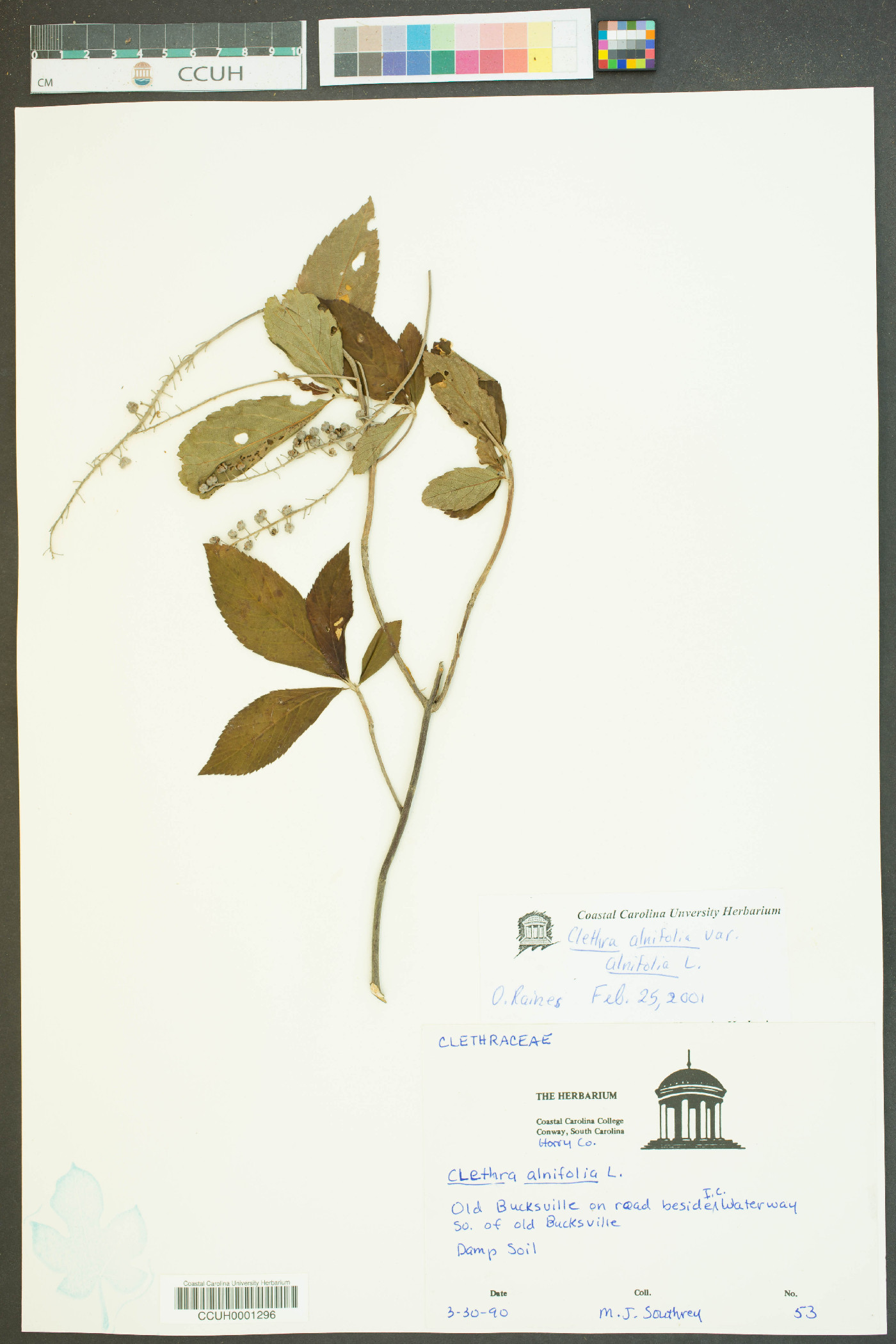 Clethra alnifolia var. alnifolia image